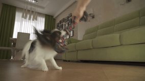 Dog Papillon takes the rope plays with the host in the living room stock footage video