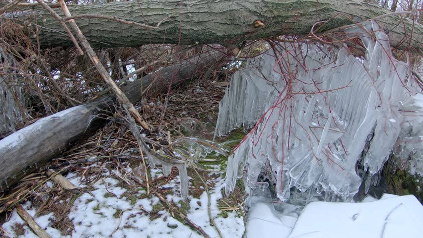 Ice on vegetation around frozen lake