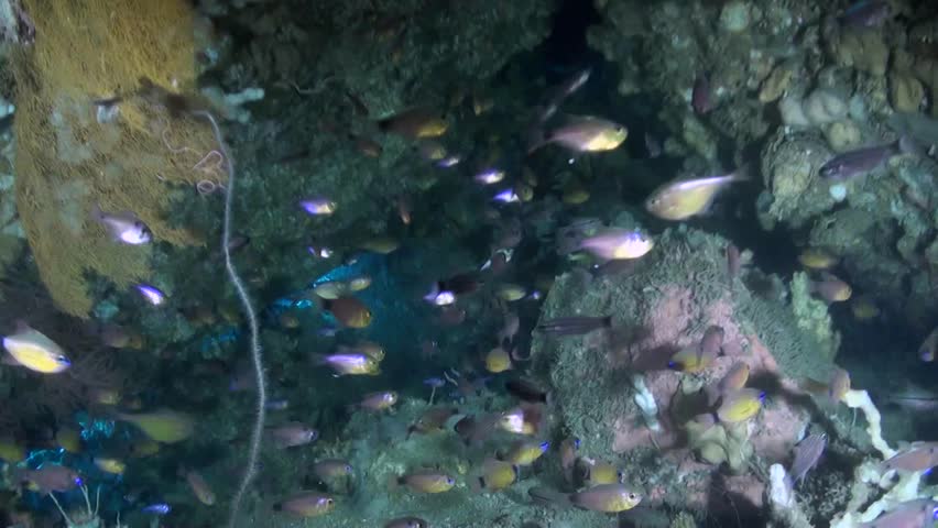 Underwater Cavern Scenic with Sweepers (Pempheridae) - Philippines Royalty-Free Stock Footage #1008870932