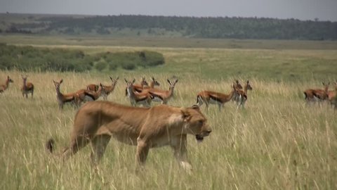 
lion passes through a group of group of thompson gazelles