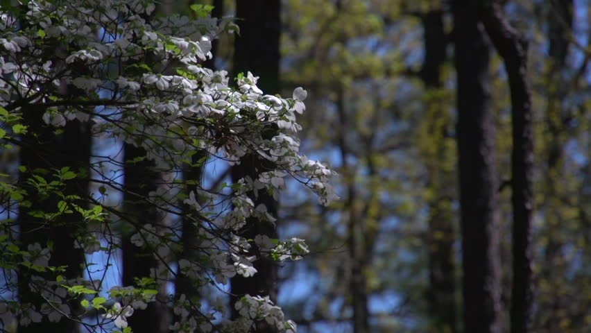 a dogwood flower and tree
