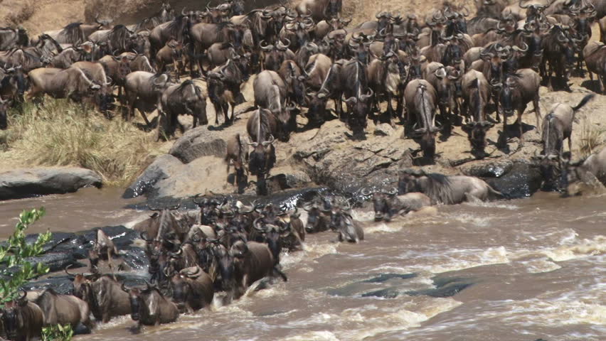 
Wildebeests crossing on a very rocky section of the river.