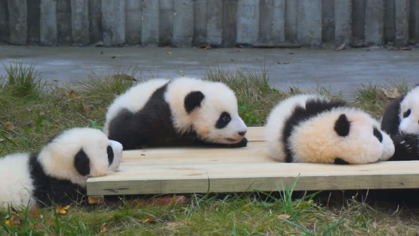 Newborn Baby Panda Laying On Stock Footage Video 100 Royalty Free Shutterstock