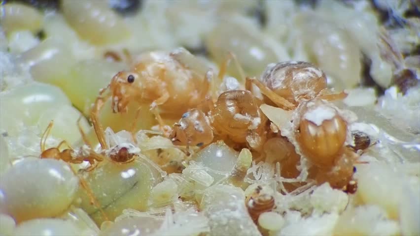 Extreme macro shot The queen Egg red ant	