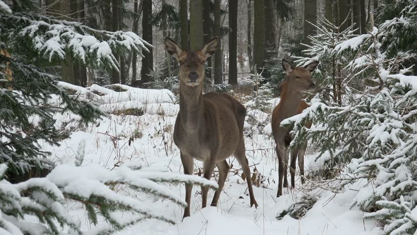 Pack of deer roams through the snow covered winter forest
