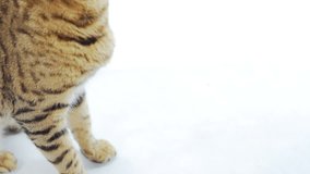 Bengal cat shaking hand with people