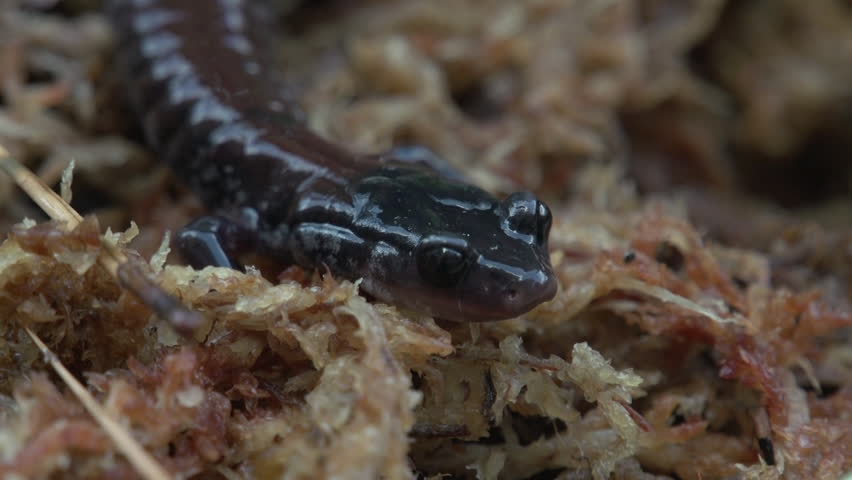 shots north carolina native salamanders Stock Footage Video (100% ...