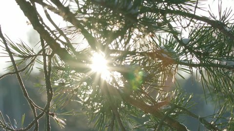 Sunshine beams through pine tree branches in the winter, slow motion