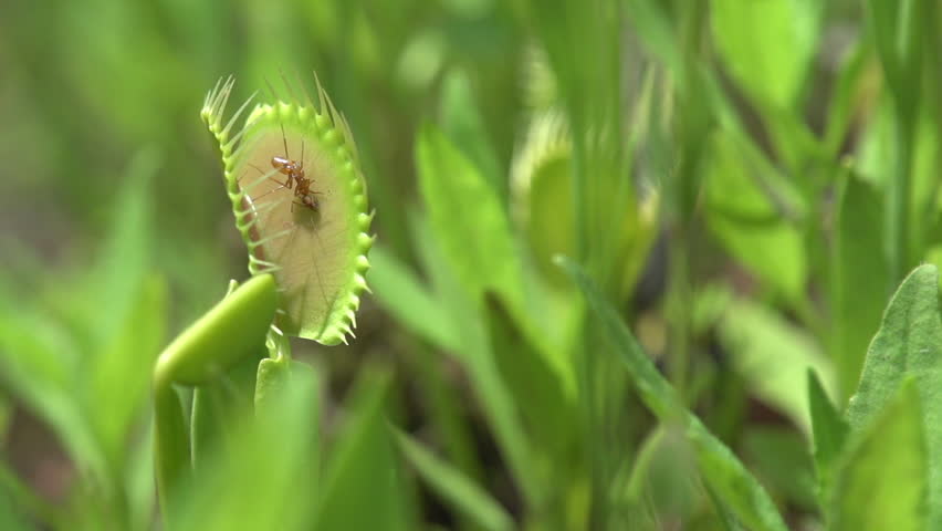 An ant getting eaten by a venus fly trap
