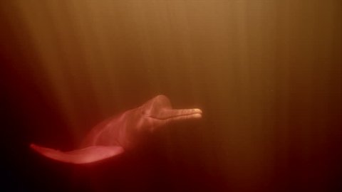 Amazon River Dolphin or Pink Dolphin underwater shot interacting with the camera and swimming away at Rio Negro, Brazil