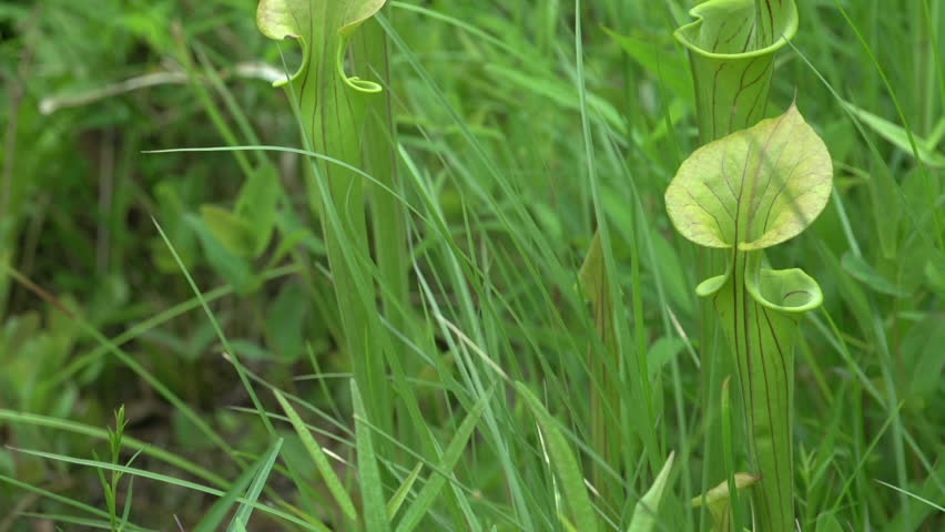 a pitcher plant