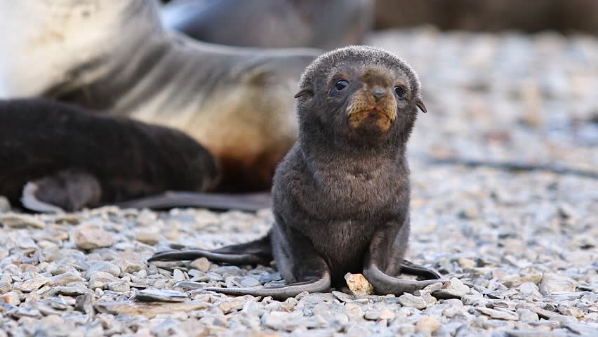 Little Fur seal | Shutterstock HD Video #1008908990