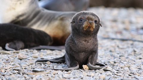 Little Fur seal