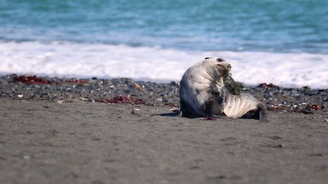 Little Fur seal