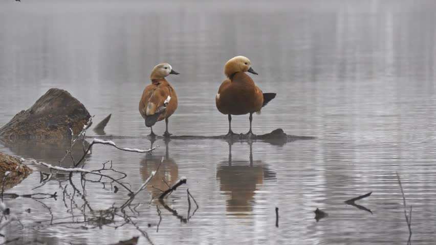 Two ducks clean feathers on the lake in winter