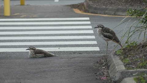 Two Bush Stone-curlew birds in car park with feathers ruffling in the wind
