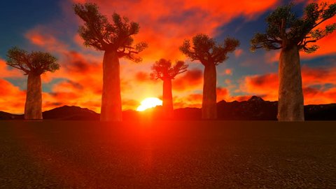 Baobab Trees In African Sunset