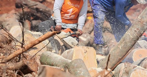 TRAT, THAILAND - 27 NOV 2017: Uncontrolled timber harvesting, deforestation and industrial logging in Thailand. People with chainsaws and logging equipment machinery cut and collect tree trunks