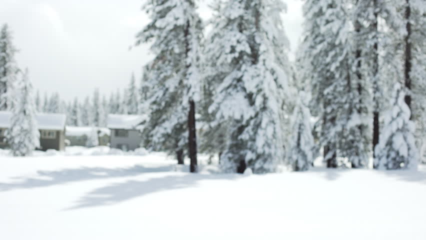 Snowy suburban neighborhood with large snowy evergreen trees for green screen or chroma key. Out of focus or defocused shot for compositing or keying.
