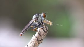 video of a robber fly on the branch tree
