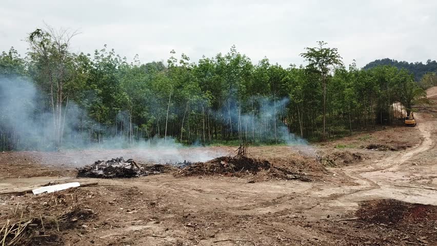 Deforestation environmental problem. Cutting down and burning rainforest.  Royalty-Free Stock Footage #1008938996