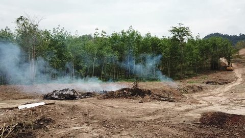 Deforestation environmental problem. Cutting down and burning rainforest. 