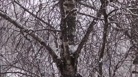 Snow blizzard in the forest in the daytime. Video full hd.