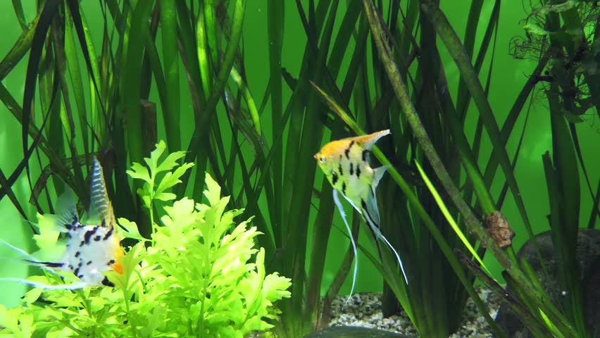 Pterophyllum scalare, most commonly referred to as angelfish, angel-koi or freshwater angelfish, is most common species of Pterophyllum kept in captivity.