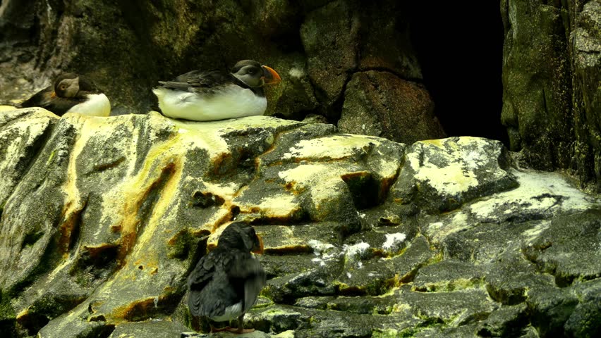 Atlantic puffin (Fratercula arctica), also known as common puffin, is a species of seabird in auk family. It is only puffin native to Atlantic Ocean.
