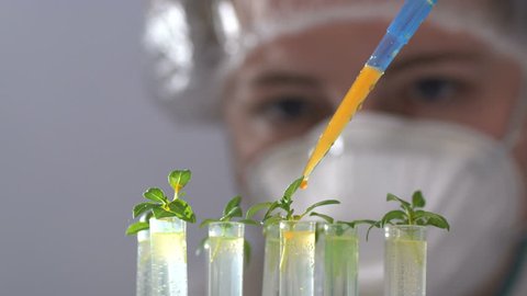 The biologist pours the reagent into test tubes with plants. Concept - the study of genetically modified organisms, pesticides, DNA, selection
