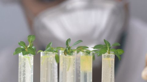 A biologist scientist applies a reagent to the leaves of plants in test tubes. Concept - the study of genetic modification, DNA, selection, agriculture