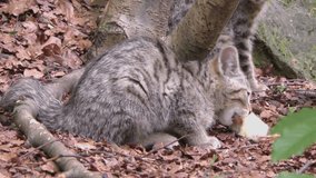 Wildcat (Felis silvestris) kitten in the Bayerischer Wald National Park in Bavaria, Germany. The wildcat is a small cat found throughout most of Africa, Europe and Asia