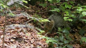 Wildcat (Felis silvestris) kitten in the Bayerischer Wald National Park in Bavaria, Germany. The wildcat is a small cat found throughout most of Africa, Europe and Asia