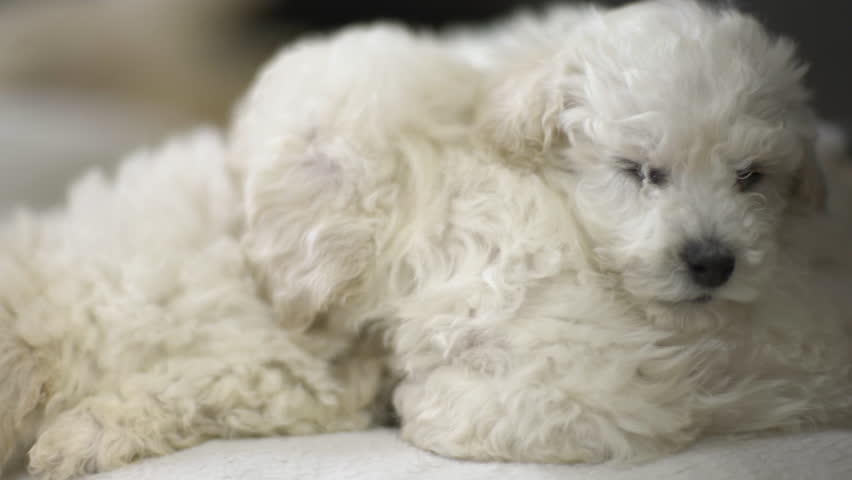 Three cute bichon puppies carefree lying on white pillow and trying to sleep. Beautiful baby dogs positioned one over other on soft cushion at floor. Little white pets at home, close up, handheld shot