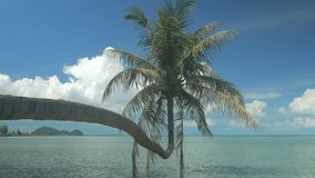 single palm tree hanging over lagoon, Ungraded flat video, Cinelike D