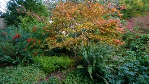 Golden trees. Colorful autumn in the park. Nature video. Park landscape. Washington park arboretum, Seattle, WA, USA. 4K, 3840*2160, high bit rate, UHD