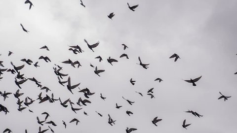 Large Flock of Birds. A flock of birds against the sky. Slow Motion at a rate of 240 fps 