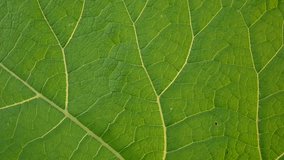 Burdock leaf macro. Arctium. HD video.