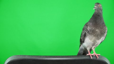 dove on the green screen
