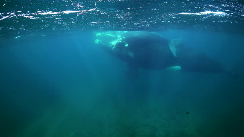 Close up view of a mother southern right whale and her small calf swimming in the shallow waters of the Nuevo Gulf, Valdes Peninsula, Argentina.  Footage taken during the calving and mating season. Royalty-Free Stock Footage #1008962267