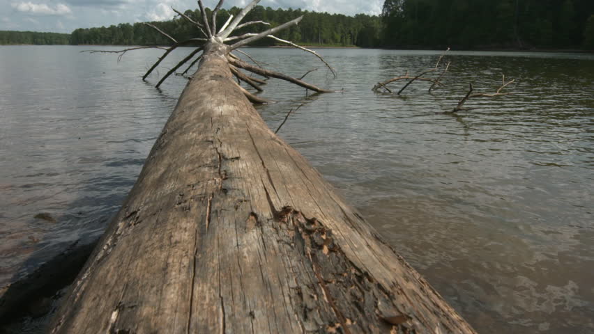 a fallen tree in the water
