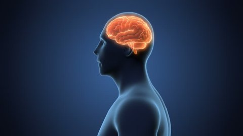 71 Human Brain Diagram And Function Stock Video Footage - 4K and HD Video Clips | Shutterstock 71 Human Brain Diagram And Function Stock Video Footage - 4K and HD Video Clips | Shutterstock