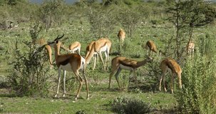 Springbok antelopes (Antidorcas marsupialis) feeding in natural habitat, Etosha National Park, Namibia