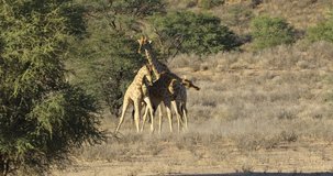 Giraffe bulls (Giraffa camelopardalis) fighting, Kalahari desert, South Africa