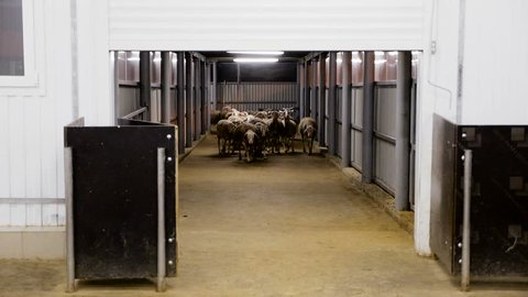 Machine Milking Sheep on a Farm. Automated Milking Machine Controlled by a Computer. Industrial Milk Production.Herd of Sheep to Run along the Corridor of the Farm