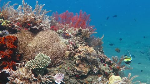 Underwater exotic coral reef with fish. Snorkeling on the colorful tropical reef with variety of marine wildlife. Scuba diving, tropical seascape.