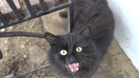 black mad domestic cat meow to camera young animal playing in the yard roar