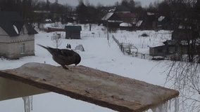 Birds pecks seeds in the bird feeder in winter. Video full hd.
