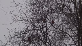 Birds of bullfinches on the branches of mountain ash in winter. Video full hd.