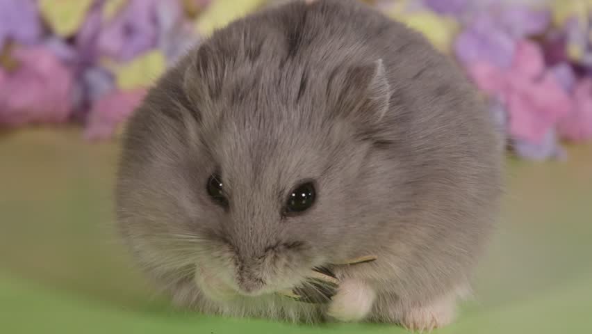 fluffy dwarf hamster